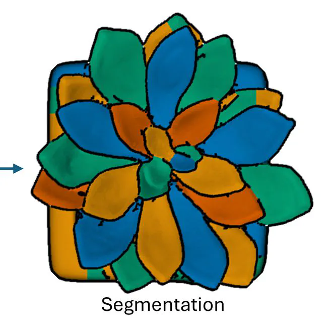 Image Segmentation from Shadow-Hints using Minimum Spanning Trees